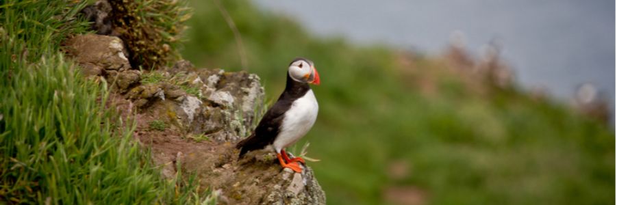 Ireland Wildlife