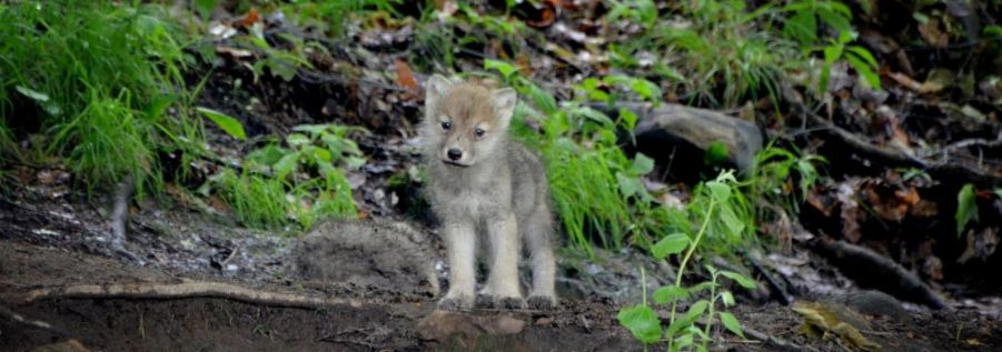 Ontario Wildlife